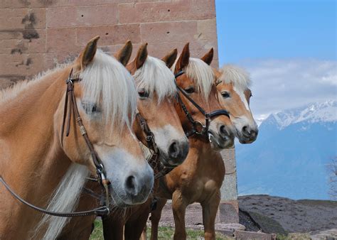 Filehafling Horses Wikimedia Commons