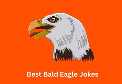 Eagle Eye Humor 100 Best Bald Eagle Jokes For Patriotic Laughs