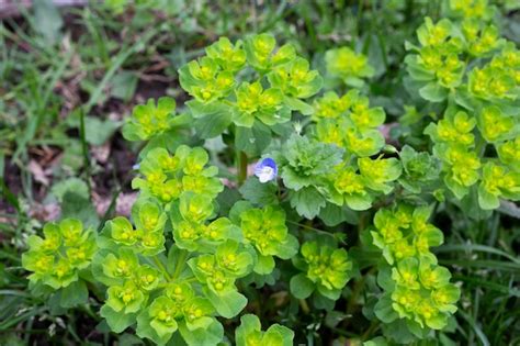 Imagen De Enfoque Selectivo Del Wood Spurge Euphorbia Amygdaloides