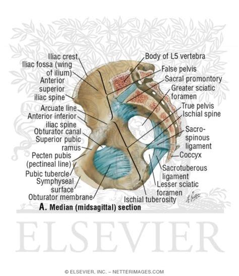 Bones And Ligaments Of Pelvis