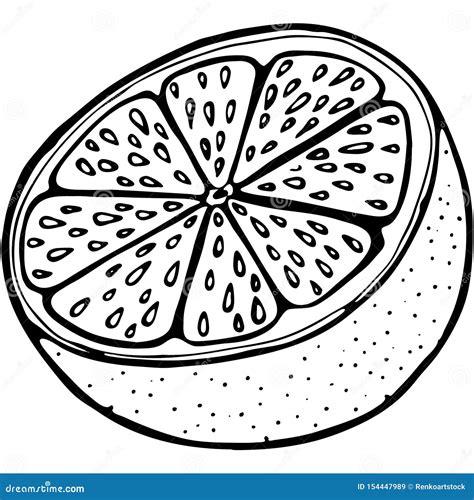 概述果子桔子 向量例证 插画 包括有 健康 五颜六色 汁液 分级显示 要素 异乎寻常 图画 154447989