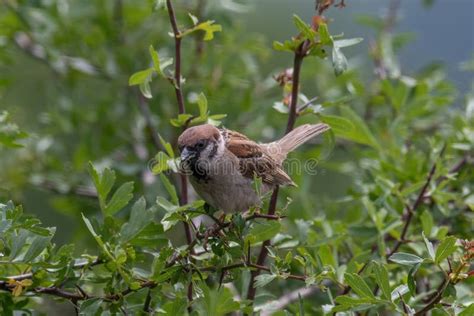 Eurasian Tree Sparrow Passer Montanus Sitting Sideways On A Branch