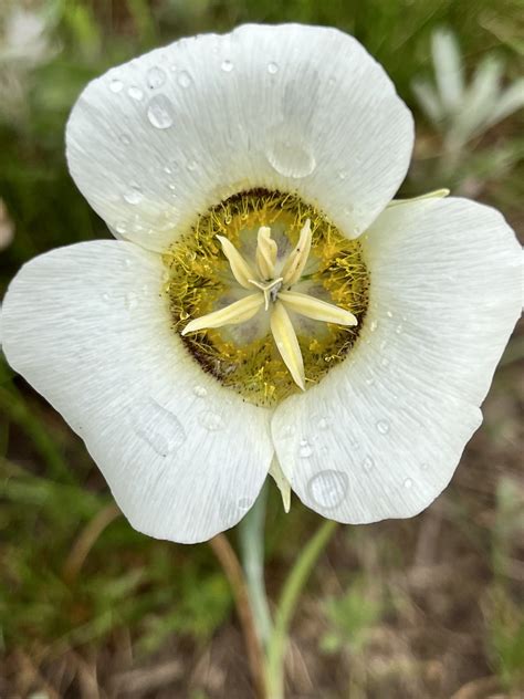 Gunnison S Mariposa Lily Calochortus Gunnisonii Jacqueline Knowlton