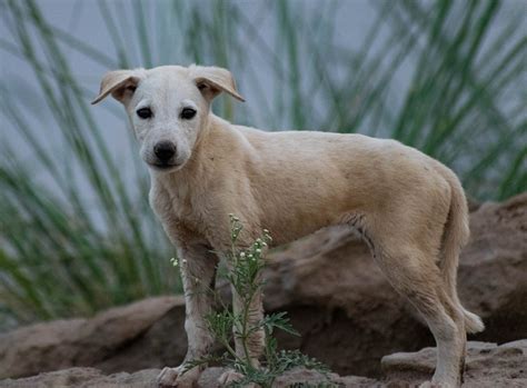 Nouvelle Taxe Sur Les Animaux De Compagnie Ce Que L On Sait