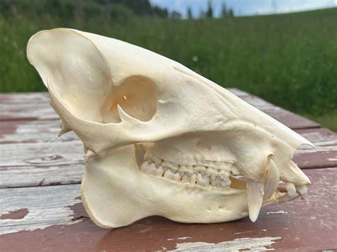 Collared Peccary Skull #00480 - Craniates Curiosites: Oddity Sales and Restoration