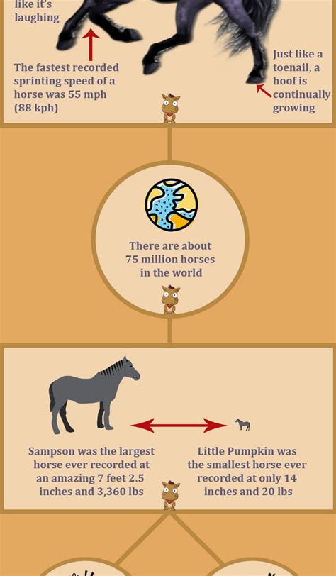 Amazing Horse Facts | Infographic-Directory.com