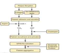 Chapter Drug Therapy For Coagulation Disorders Flashcards Quizlet