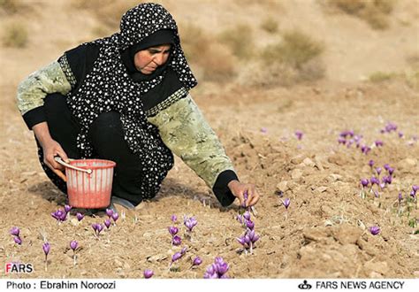 Kashmiri Kesar Saffron World’s Costliest Spice - Farm Photos