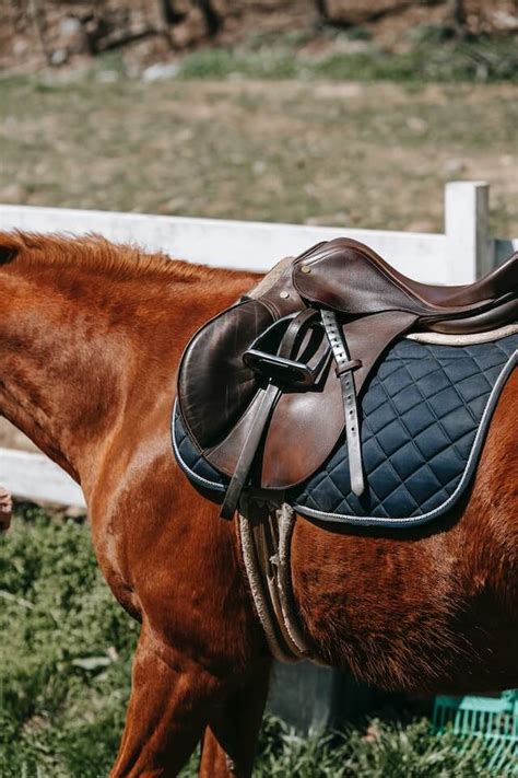 Everything You Need to Know About Horse Saddle Pads