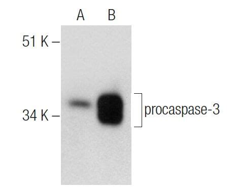 Caspase H T Lysate Scbt Santa Cruz Biotechnology