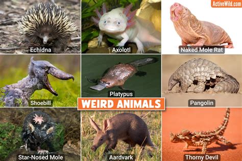 Top 12 Weird Animals In Africa Mind-Blowing Bizarre, 46% OFF