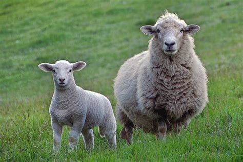 dont stareonly sheep dogs stare     bill flickr