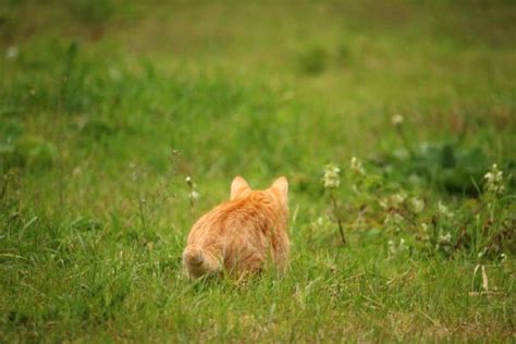 Free Images Plant Lawn Meadow Prairie Wildlife Kitten Pasture