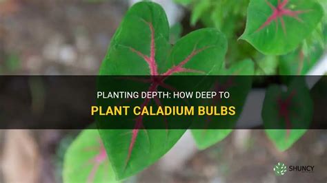 Planting Depth How Deep To Plant Caladium Bulbs Shuncy