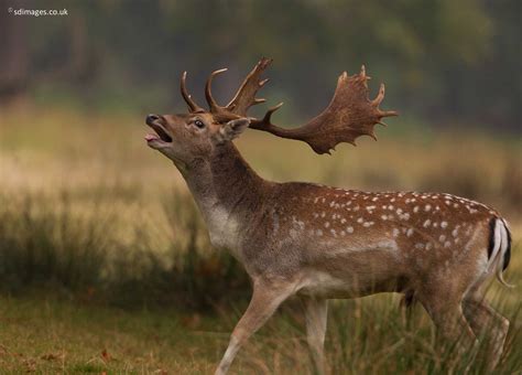 Zenfolio Uk Sdimagesfr Fallow Deer