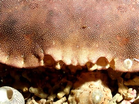 Irish West Coast Sea Life Cancer Pagurus