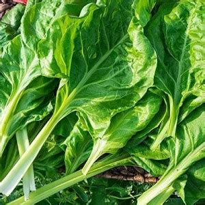 Vibex Lxi Perpetual Spinach Seeds Swiss Chard Seed Price In