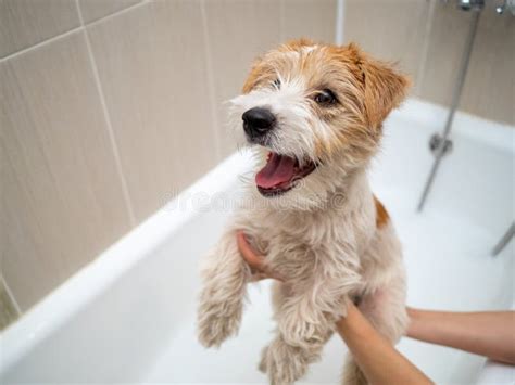 Jack Russell Terrier Puppy is Washed in the Bathroom Stock Image ...