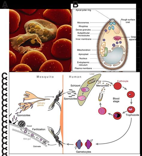 3 Morphology And Life Cycle Of P Falciparum A Computer Generated Download Scientific