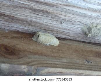 Mud Dauber Mud Wasp Nest Stock Photo 778543633 | Shutterstock