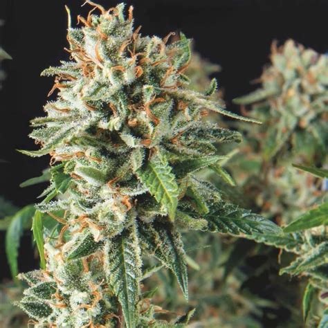 Oh Kush Pepita Auto Super Og Kush Seeds By Pyramid Seeds Growdiaries