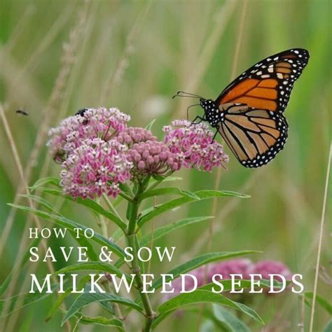 How To Collect And Grow Milkweed Seeds Asclepias Empress Of Dirt