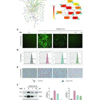 NitC Alleviated ECM Degradation And Inhibited RACs Inflammation In