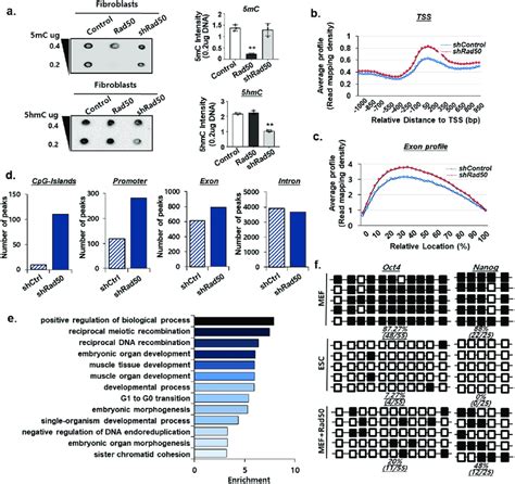 Rad Induction Of Global Dna Demethylation A Dot Blot Analysis Of Mc