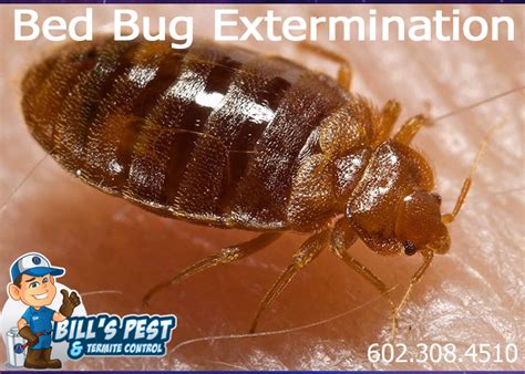 Best Bed Bug Extermination Bills Pest Termite Control