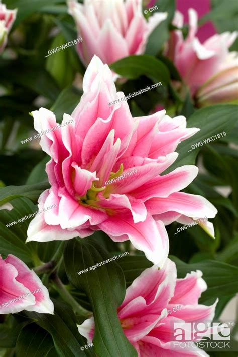 LILIUM ROSELILY NATALIA, Stock Photo, Picture And Rights Managed Image ...