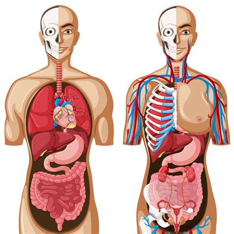 Anatomy & Physiology Course