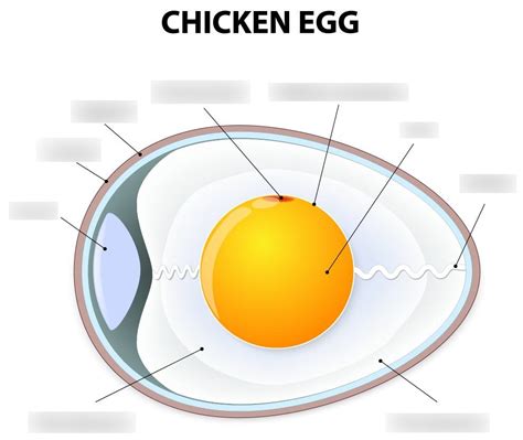biology study material egg diagram key terms  definitions