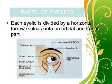 Eyelid Surface Anatomy