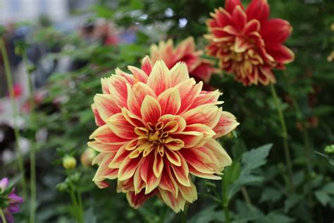 Dahlia Varieties To Grow In Your Garden Hgtv