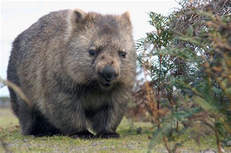 Why Wombat Poop Is Cube Shaped