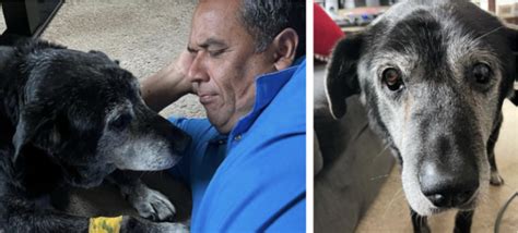 Un Homme Adopte Un Chien De 16 Ans S Assurant Que Ses Derniers