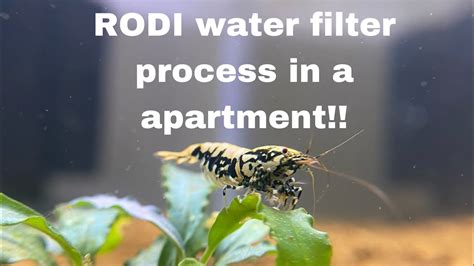 How To Make Rodi Water In A Apartment For Your Shrimp Tank Convenient Way Youtube