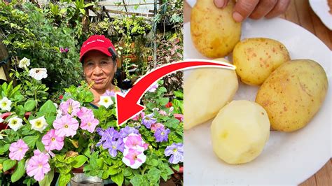 COMO HACER Abono PARA FLORACION Usando Las Cascaras De Las PAPAS Y LA