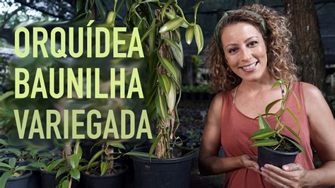 NOVIDADE ORQUÍDEA BAUNILHA variegada YouTube