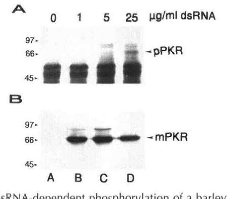 Figure From Identification Of A Plant Encoded Analog Of Pkr The