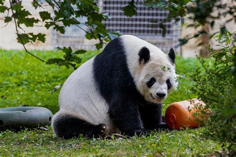 National Zoo Pandas Washington, DC