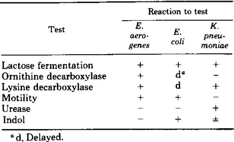 Enterobacter Aerogenes Morphology