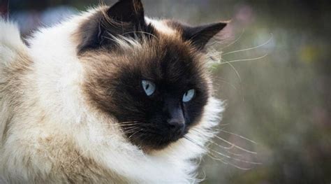 Siamese Persian Cat Mix Overview - Love Your Cat