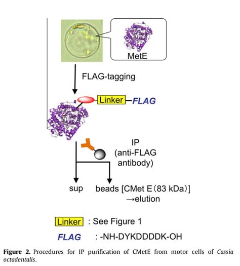 X Flag Peptide Blog