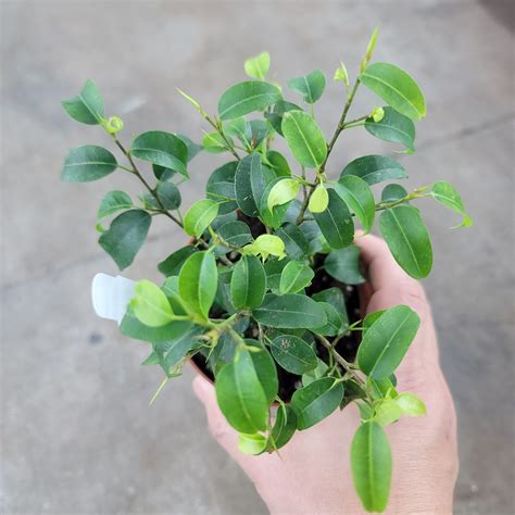 BEGINNER PLANTS Page 2 - Peace, Love & Happiness Club