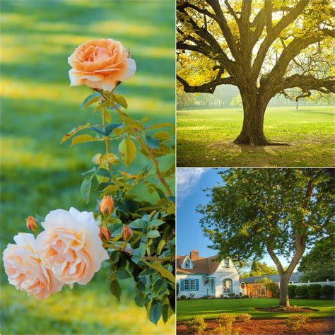 Urns for Ashes | Tree Burial & Cremation Urns — The Living Urn