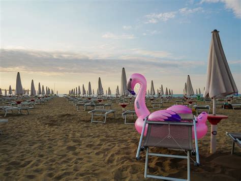 Flamingo on the Beach at Sunset Stock Photo - Image of coastline, beach ...