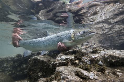 Salmon Watch Ireland Irelands Atlantic Salmon Salmon Watch Ireland