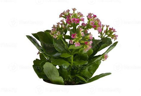 Kalanchoe Blossfeldiana Pot Isolated On White Background Clipping Path