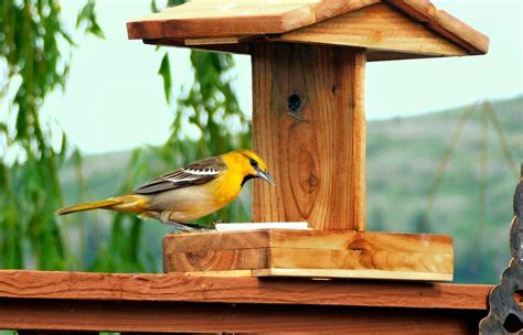 Meet the Bold and Beautiful Bullock's Oriole - Birds and Blooms